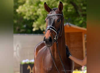 Hannoveraner, Wallach, 3 Jahre, 164 cm, Fuchs