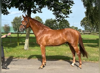 Hannoveraner, Wallach, 3 Jahre, 164 cm, Fuchs