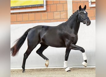 Hannoveraner, Wallach, 3 Jahre, 164 cm, Rappe