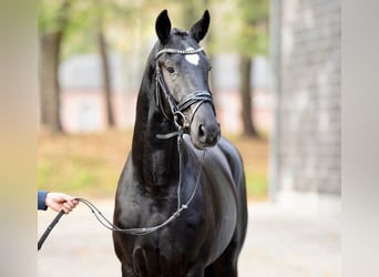 Hannoveraner, Wallach, 3 Jahre, 164 cm, Rappe