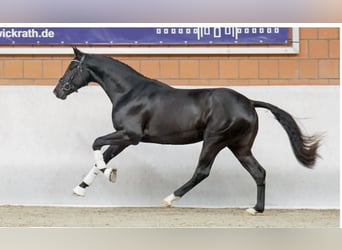 Hannoveraner, Wallach, 3 Jahre, 164 cm, Rappe