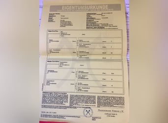 Hannoveraner, Wallach, 3 Jahre, 164 cm, Rotbrauner