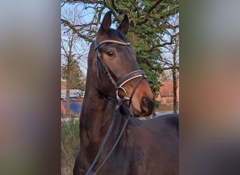 Hannoveraner, Wallach, 3 Jahre, 165 cm, Brauner