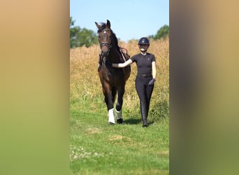 Hannoveraner, Wallach, 3 Jahre, 165 cm, Brauner