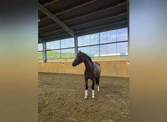 Hannoveraner, Wallach, 3 Jahre, 165 cm, Brauner