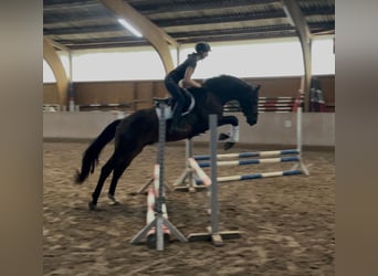 Hannoveraner, Wallach, 3 Jahre, 165 cm, Brauner