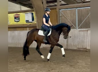 Hannoveraner, Wallach, 3 Jahre, 165 cm, Brauner