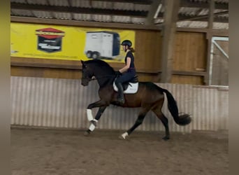 Hannoveraner, Wallach, 3 Jahre, 165 cm, Brauner