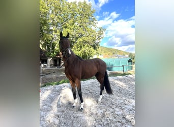 Hannoveraner, Wallach, 3 Jahre, 165 cm, Brauner