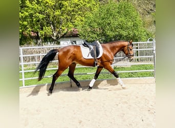 Hannoveraner, Wallach, 3 Jahre, 165 cm, Brauner