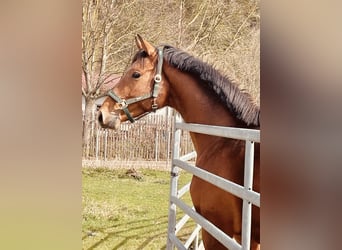 Hannoveraner, Wallach, 3 Jahre, 165 cm, Brauner