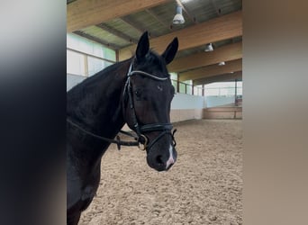 Hannoveraner, Wallach, 3 Jahre, 165 cm, Dunkelbrauner
