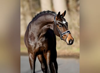 Hannoveraner, Wallach, 3 Jahre, 165 cm, Dunkelbrauner