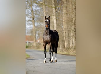 Hannoveraner, Wallach, 3 Jahre, 165 cm, Dunkelbrauner