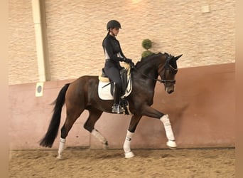 Hannoveraner, Wallach, 3 Jahre, 165 cm, Dunkelbrauner