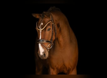 Hannoveraner, Wallach, 3 Jahre, 165 cm, Dunkelbrauner