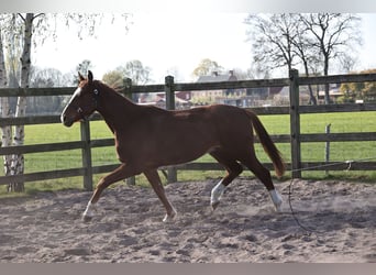 Hannoveraner, Wallach, 3 Jahre, 165 cm, Dunkelfuchs