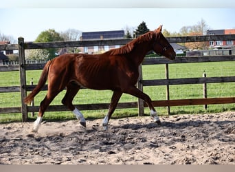 Hannoveraner, Wallach, 3 Jahre, 165 cm, Dunkelfuchs