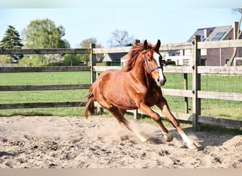 Hannoveraner, Wallach, 3 Jahre, 165 cm, Dunkelfuchs