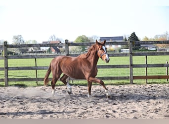 Hannoveraner, Wallach, 3 Jahre, 165 cm, Dunkelfuchs