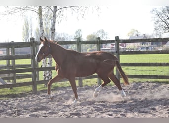 Hannoveraner, Wallach, 3 Jahre, 165 cm, Dunkelfuchs