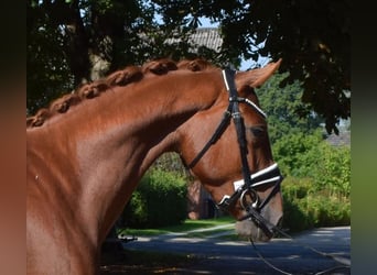 Hannoveraner, Wallach, 3 Jahre, 165 cm, Fuchs