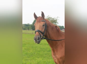 Hannoveraner, Wallach, 3 Jahre, 165 cm, Fuchs