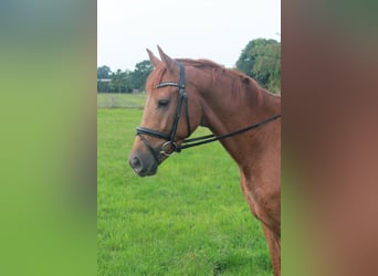 Hannoveraner, Wallach, 3 Jahre, 165 cm, Fuchs
