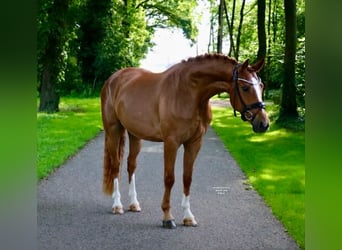 Hannoveraner, Wallach, 3 Jahre, 165 cm, Fuchs