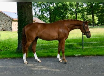 Hannoveraner, Wallach, 3 Jahre, 165 cm, Fuchs