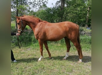 Hannoveraner, Wallach, 3 Jahre, 165 cm, Fuchs