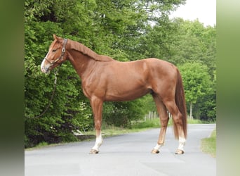 Hannoveraner, Wallach, 3 Jahre, 165 cm, Fuchs
