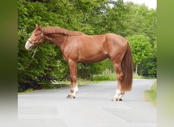 Hannoveraner, Wallach, 3 Jahre, 165 cm, Fuchs