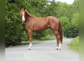 Hannoveraner, Wallach, 3 Jahre, 165 cm, Fuchs