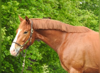 Hannoveraner, Wallach, 3 Jahre, 165 cm, Fuchs