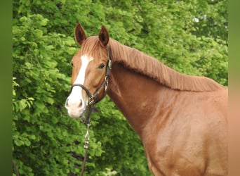 Hannoveraner, Wallach, 3 Jahre, 165 cm, Fuchs
