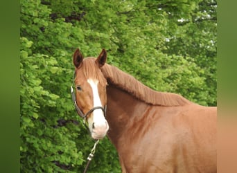 Hannoveraner, Wallach, 3 Jahre, 165 cm, Fuchs