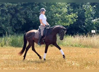 Hannoveraner, Wallach, 3 Jahre, 165 cm, Rappe