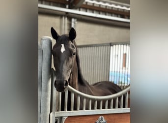 Hannoveraner, Wallach, 3 Jahre, 165 cm, Rappe