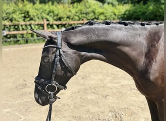Hannoveraner, Wallach, 3 Jahre, 165 cm, Rappe