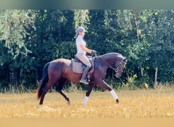 Hannoveraner, Wallach, 3 Jahre, 165 cm, Rappe