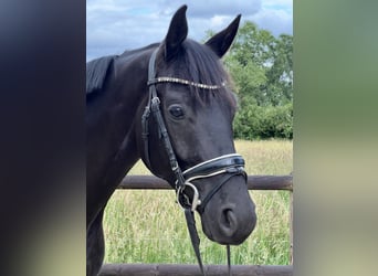 Hannoveraner, Wallach, 3 Jahre, 165 cm, Rappe
