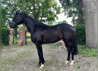 Hannoveraner, Wallach, 3 Jahre, 165 cm, Rappe