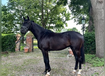 Hannoveraner, Wallach, 3 Jahre, 165 cm, Rappe