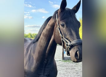 Hannoveraner, Wallach, 3 Jahre, 165 cm, Rappe