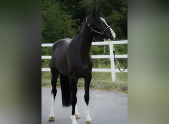 Hannoveraner, Wallach, 3 Jahre, 165 cm, Rappe
