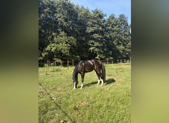 Hannoveraner, Wallach, 3 Jahre, 165 cm, Rappe