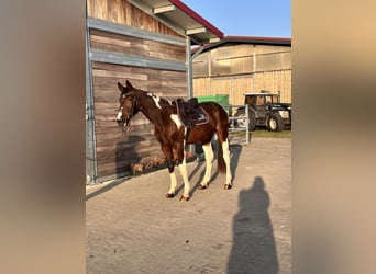 Hannoveraner, Wallach, 3 Jahre, 165 cm, Schecke
