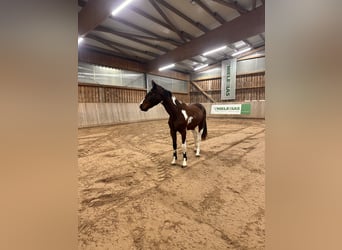 Hannoveraner, Wallach, 3 Jahre, 165 cm, Schecke