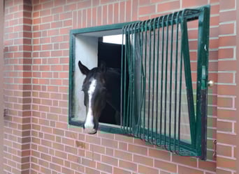 Hannoveraner, Wallach, 3 Jahre, 165 cm, Schwarzbrauner